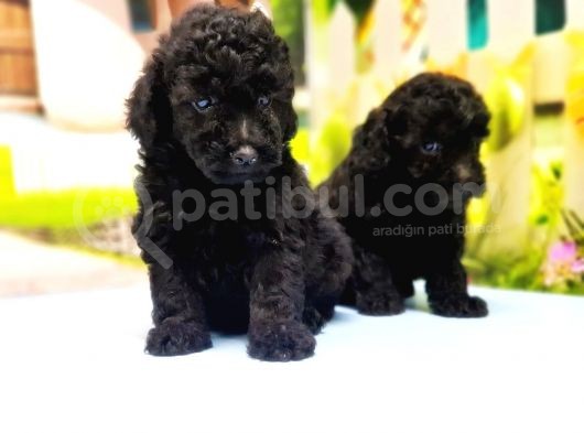 Si̇yah Toy Poodle Yavrular görsel