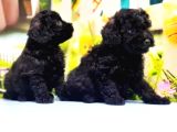 Si̇yah Toy Poodle Yavrular