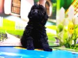 Resmi̇ Üreti̇ci̇den Si̇yah Toy Poodle Yavrular