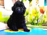 Resmi̇ Üreti̇ci̇den Si̇yah Toy Poodle Yavrular