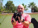 Resmi̇ Üreti̇ci̇den Si̇yah Toy Poodle Yavrular