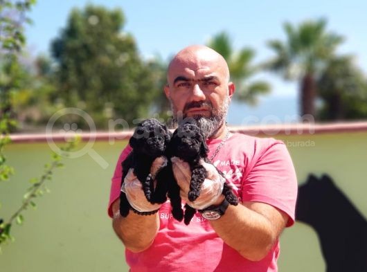 Resmi̇ Üreti̇ci̇den Si̇yah Toy Poodle Yavrular görsel