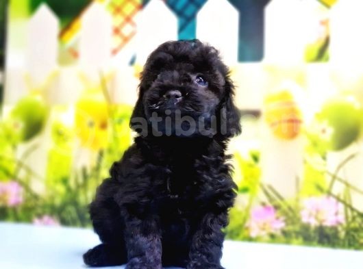 Si̇yah Toy Poodle Yavrular