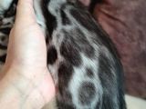 Silver Bengal Erkek 