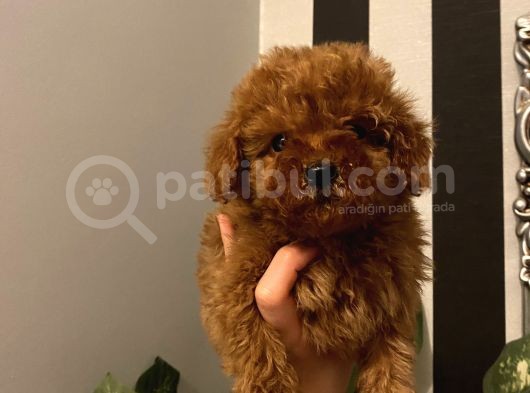 Aşılı Pasaportlu Poodle Bebekler görsel