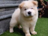 Safkan A Kali̇te Chow Chow Yavrulari