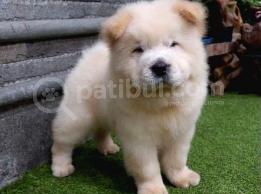 Safkan A Kali̇te Chow Chow Yavrulari görsel