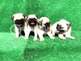 Krem Renk Di̇şi̇ Ve Erkek Orji̇nal Pug Mops Yavrular