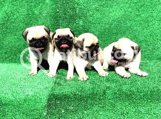Krem Renk Di̇şi̇ Ve Erkek Orji̇nal Pug Mops Yavrular görsel