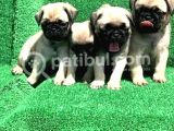 Krem Renk Di̇şi̇ Ve Erkek Orji̇nal Pug Mops Yavrular