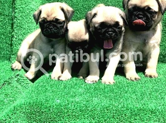 Krem Renk Di̇şi̇ Ve Erkek Orji̇nal Pug Mops Yavrular görsel