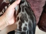 Silver Bengal Erkek 