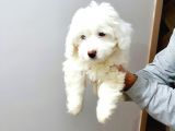 Maltesse Terrier Cinsi Güzel Yavrular 