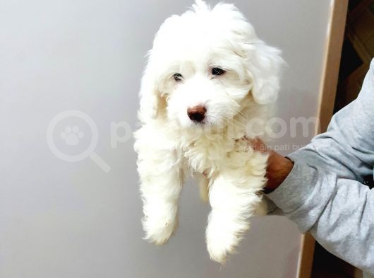 Maltesse Terrier Cinsi Güzel Yavrular  görsel
