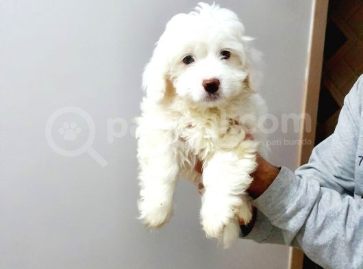 Maltesse Terrier Cinsi Güzel Yavrular 