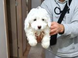Maltesse Terrier Cinsi Güzel Yavrular 