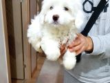 Maltesse Terrier Cinsi Güzel Yavrular 