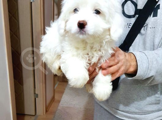Maltesse Terrier Cinsi Güzel Yavrular  görsel