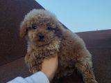 Aşılı Pasaportlu Poodle Bebekler