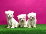 Maltese Terri̇er Yavrular
