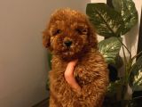 Aşılı Pasaportlu Poodle Bebekler