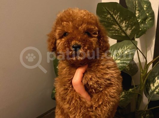 Aşılı Pasaportlu Poodle Bebekler