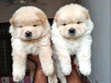 EVİNİZİN YENİ NEŞESİ CHOW CHOW YAVRULARI