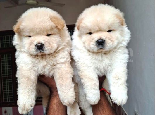 Evi̇ni̇zi̇n Yeni̇ Neşesi̇ Chow Chow Yavrulari