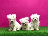 Maltese Terri̇er Yavrular
