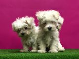 Maltese Terri̇er Yavrular