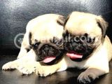 GÜL KUYRUKLU SAFKAN KREM DİŞİ VE ERKEK PUG 