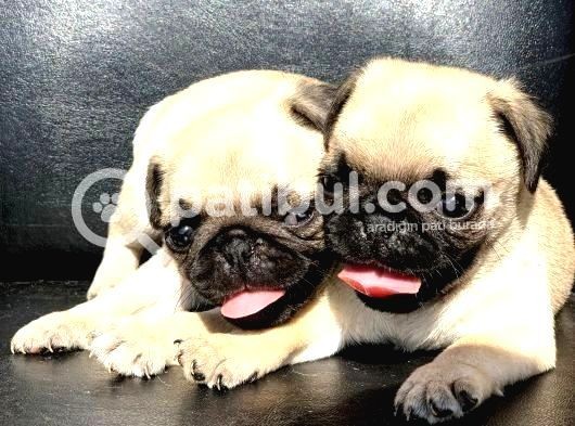 Gül Kuyruklu Safkan Krem Di̇şi̇ Ve Erkek Pug 