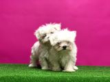Maltese Terri̇er Yavrular