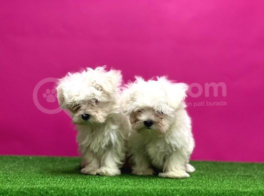 Maltese Terri̇er Yavrular