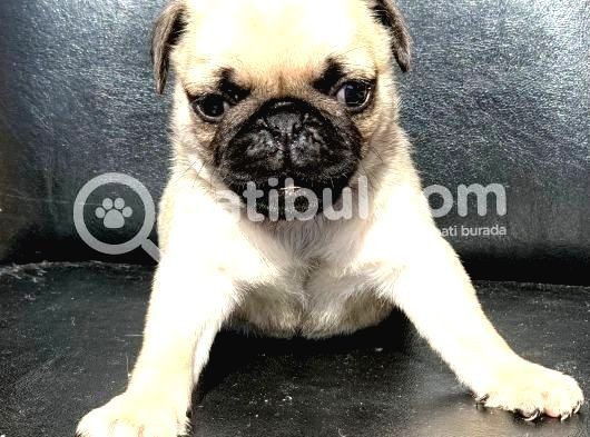 Gül Kuyruklu Safkan Krem Di̇şi̇ Ve Erkek Pug  görsel