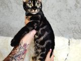 Bengal Cat Pedigreed 