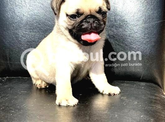 Gül Kuyruklu Safkan Krem Di̇şi̇ Ve Erkek Pug  görsel