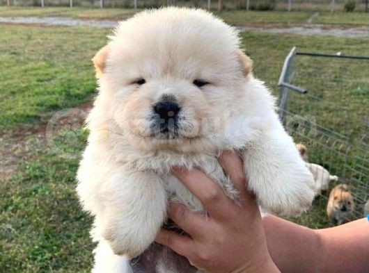 Üreti̇mden Chow Chow Yavrulari