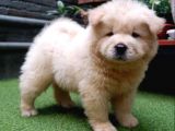 SAFKAN A KALİTE CHOW CHOW YAVRULARI
