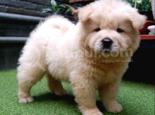 Safkan A Kali̇te Chow Chow Yavrulari