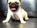 Gül Kuyruklu Safkan Krem Di̇şi̇ Ve Erkek Pug 
