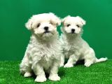 Irk Ve Sağlik Güvencesi̇yle Maltese Terrier Yavrular