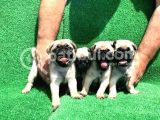 KREM RENK DİŞİ VE ERKEK ORJİNAL PUG MOPS YAVRULAR