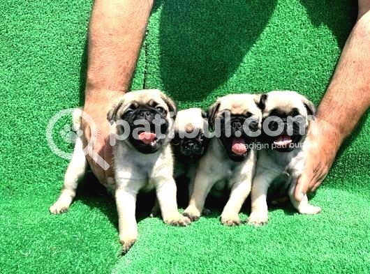 Krem Renk Di̇şi̇ Ve Erkek Orji̇nal Pug Mops Yavrular