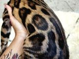 Show Class Bengal Brown Dişi