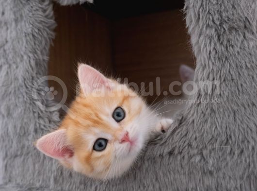 Golden Yavru British Dişi Ve Erkek Kediler görsel