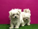 Maltese Terri̇er Yavrular