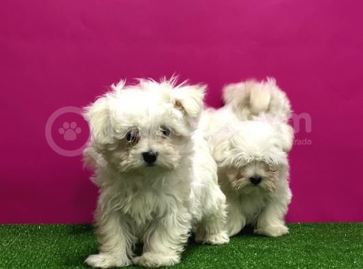 Maltese Terri̇er Yavrular görsel