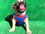 Erkek Ve Dişi Orji̇nal Pug Mops