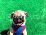 Erkek Ve Dişi Orji̇nal Pug Mops